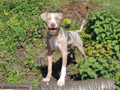 Bridget | American Bulldog Cross | Merseyside (Liverpool) - 3