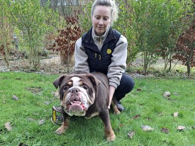 Bear | Bulldog | Ilfracombe - 5