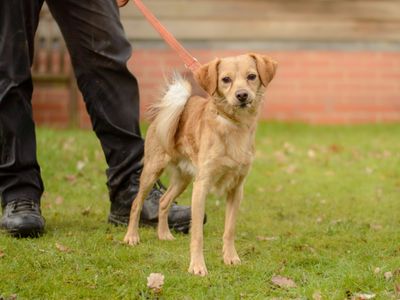 Spritz | Pomeranian Cross | Kenilworth (West Midlands) - 3