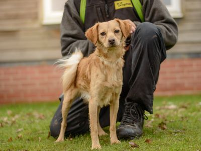 Spritz | Pomeranian Cross | Kenilworth (West Midlands) - 2