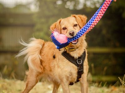 Spritz, a 1 year old male Pomeranian X available for adoption from Dogs Trust in Warwickshire