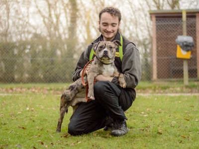 Raff | Terrier (Staffordshire Bull) Cross | Kenilworth (West Midlands) - 1