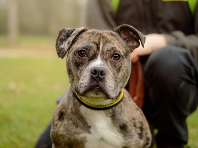 Raff | Terrier (Staffordshire Bull) Cross | Kenilworth (West Midlands) - 3