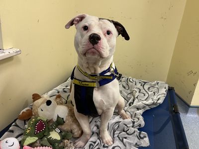 Gregg | American Bulldog Cross | Ilfracombe - 5