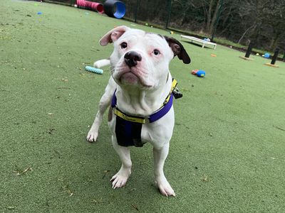 Gregg | American Bulldog Cross | Ilfracombe - 3