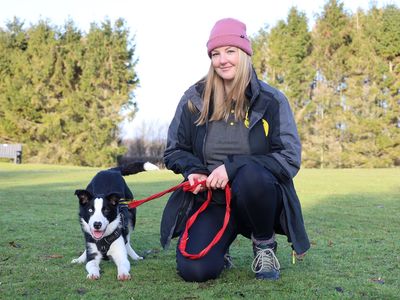 Blue, a 1 year old male Collie available for adoption from Dogs Trust in West Yorkshire