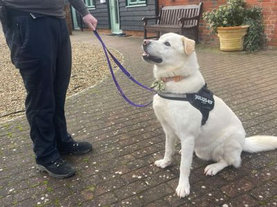 Kingsley | Retriever (Labrador) Cross | Harefield West London - 1