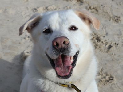 Kingsley | Retriever (Labrador) Cross | Harefield West London - 3