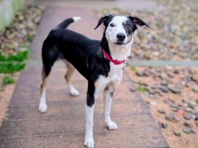 Patricia | Collie (Border) | Cardiff - 3