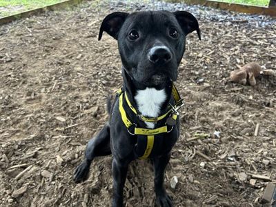 Titan | Crossbreed | Snetterton (Norfolk) - 5