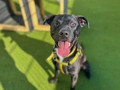 Titan | Crossbreed | Snetterton (Norfolk) - 3