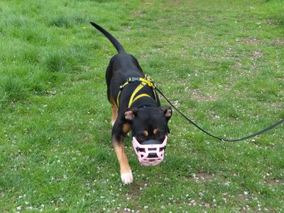 Fig | Terrier (Staffordshire Bull) Cross | Harefield West London - 3