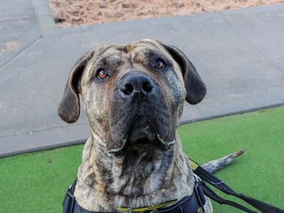 Ziva | Dogo Canario | Evesham (Worcestershire) - 1