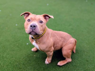 Fawn | Terrier (Staffordshire Bull) | Cardiff - 5
