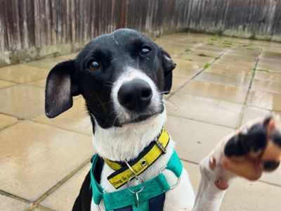 Asia | Lurcher | Salisbury (Wiltshire) - 3