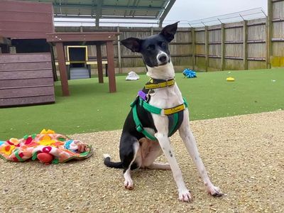 Asia | Lurcher | Salisbury (Wiltshire) - 5