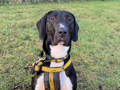 Mason | Retriever (Labrador) Cross | Ballymena (Northern Ireland) - 3