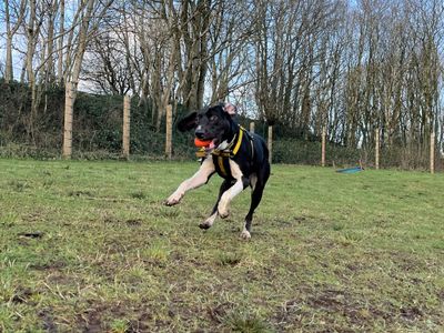 Mason | Retriever (Labrador) Cross | Ballymena (Northern Ireland) - 5