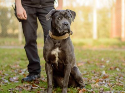 Esme | Italian Corso Dog Cross | Kenilworth (West Midlands) - 1