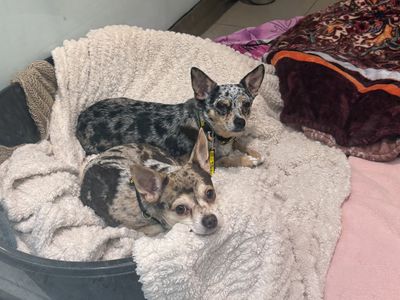 Ernie | Chihuahua (Smooth Coat) Cross | Basildon (Essex) - 1