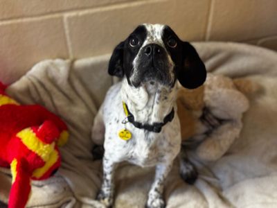 Cora | Pug Cross | Cardiff - 3