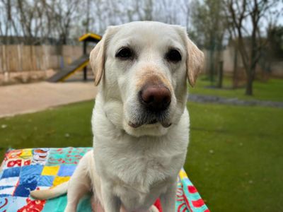Emily | Retriever (Labrador) | Manchester - 5