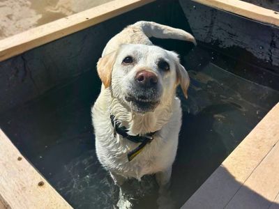 Emily | Retriever (Labrador) | Manchester - 3