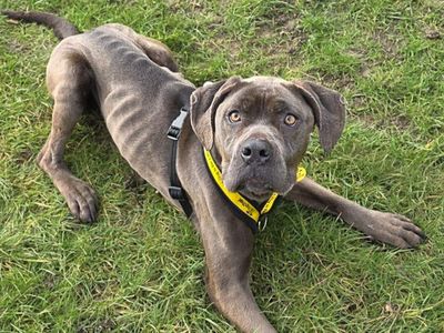 Sky | Italian Corso Dog | Basildon (Essex) - 5