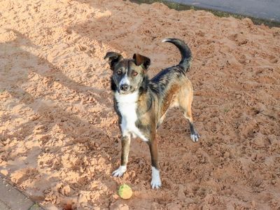 Crinkle | Collie (Border) Cross | Evesham (Worcestershire) - 3