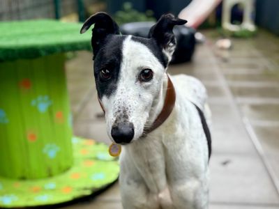 Cindy | Greyhound | Shoreham (Sussex) - 5