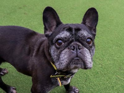 Coco | French Bulldog | Evesham (Worcestershire) - 5