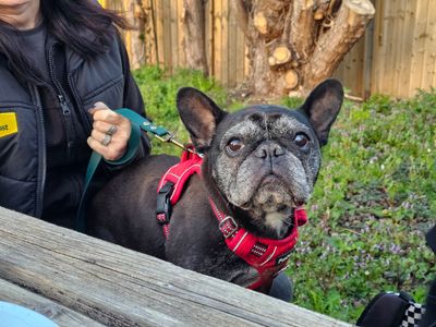 Coco | French Bulldog | Evesham (Worcestershire) - 3