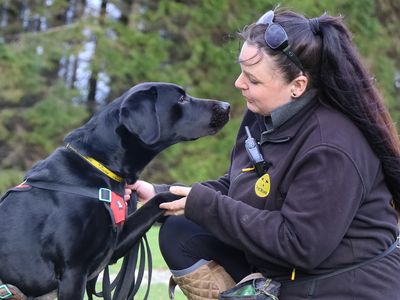 Bollo | Retriever (Labrador) | Leeds - 5