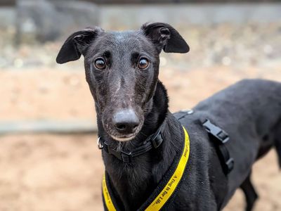 Bingus | Greyhound | Cardiff - 3