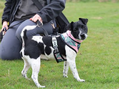 Pippa | Terrier (Jack Russell) | Leeds - 3