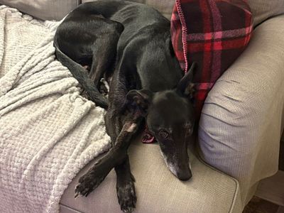 Rupert | Whippet Cross | Cardiff - 3