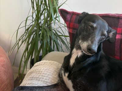 Rupert | Whippet Cross | Cardiff - 3