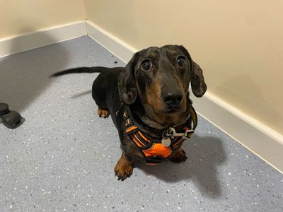 Marley | Dachshund (Smooth Haired) | Newbury (Berkshire) - 3