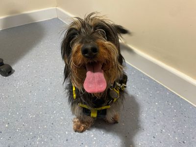 Lily | Dachshund (Miniature Wire Haired) | Newbury (Berkshire) - 1