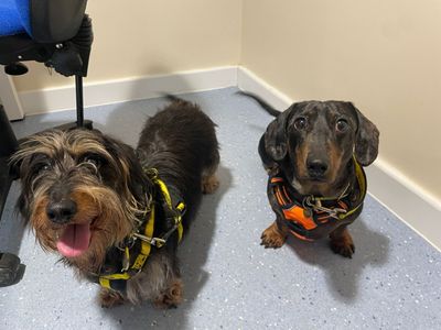 Lily | Dachshund (Miniature Wire Haired) | Newbury (Berkshire) - 3