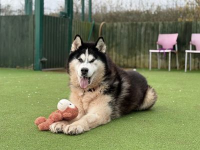 Kaiser | Siberian Husky | Basildon (Essex) - 5