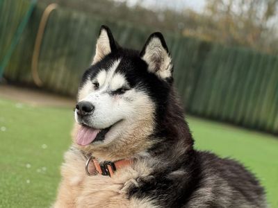 Kaiser | Siberian Husky | Basildon (Essex) - 3