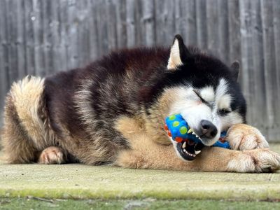 Kaiser | Siberian Husky | Basildon (Essex) - 3