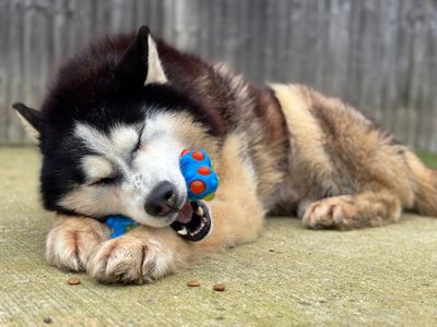 Kaiser | Siberian Husky | Basildon (Essex) - 5