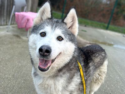 Misha | Siberian Husky | Basildon (Essex) - 5