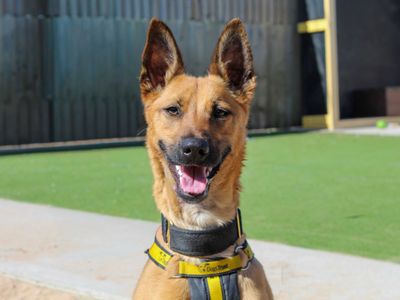 Ginger — Belgian Shepherd Dog (Malinois) Cross