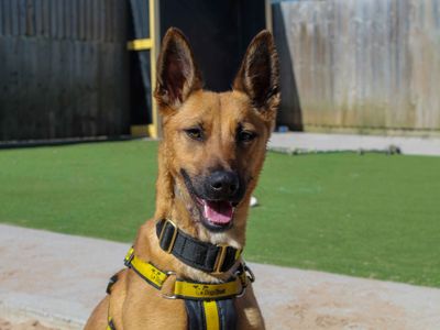 Ginger | Belgian Shepherd Dog (Malinois) Cross | Darlington - 1