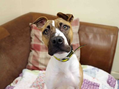 Maple, a 3 years old female Staffordshire Bull Terrier available for adoption from Dogs Trust in County Durham