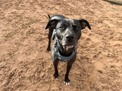 Freda | Whippet Cross | Cardiff - 5