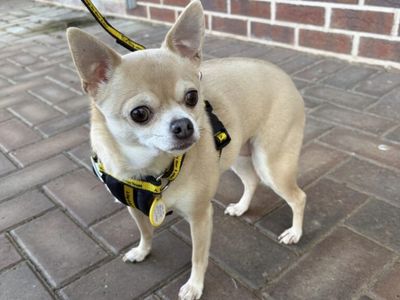 Millie | Chihuahua (Smooth Coat) | Loughborough - 2